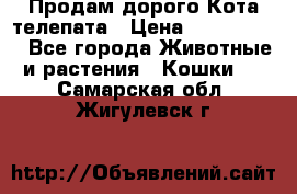  Продам дорого Кота-телепата › Цена ­ 4 500 000 - Все города Животные и растения » Кошки   . Самарская обл.,Жигулевск г.
